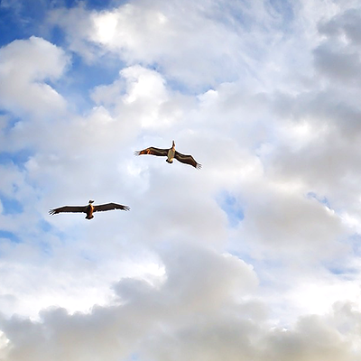 two birds flying. Image by Jon Kline from Pixabay