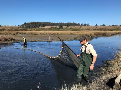 two men in waders drag a net across a wetland stream