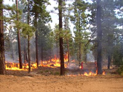 controlled burn in forest